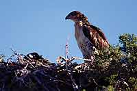 Juvenile Ferruginous hawk